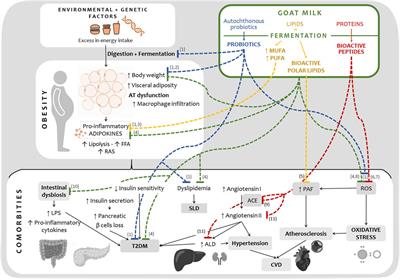Fermented goat milk as a functional food for obesity prevention or treatment: a narrative review